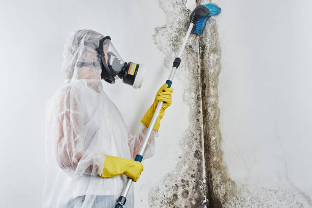 Best Kitchen Mold Remediation in Merriam, KS