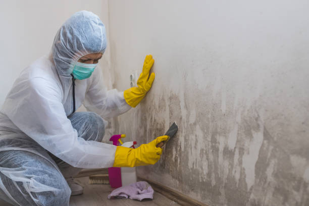 Best Insurance-Related Mold Remediation in Merriam, KS