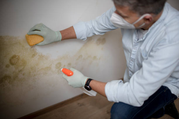 Best White Mold Remediation in Merriam, KS