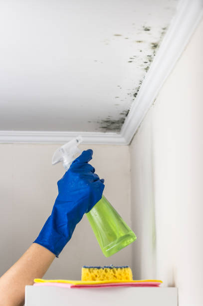 Trusted Merriam, KS Mold Remediation Experts