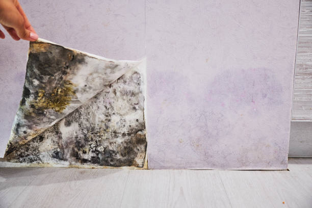 Best Commercial Mold Remediation in Merriam, KS